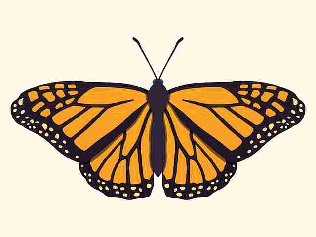 蘑菇视频电脑版交互体验焦点观察｜内容分级策略探讨提升平台粘性